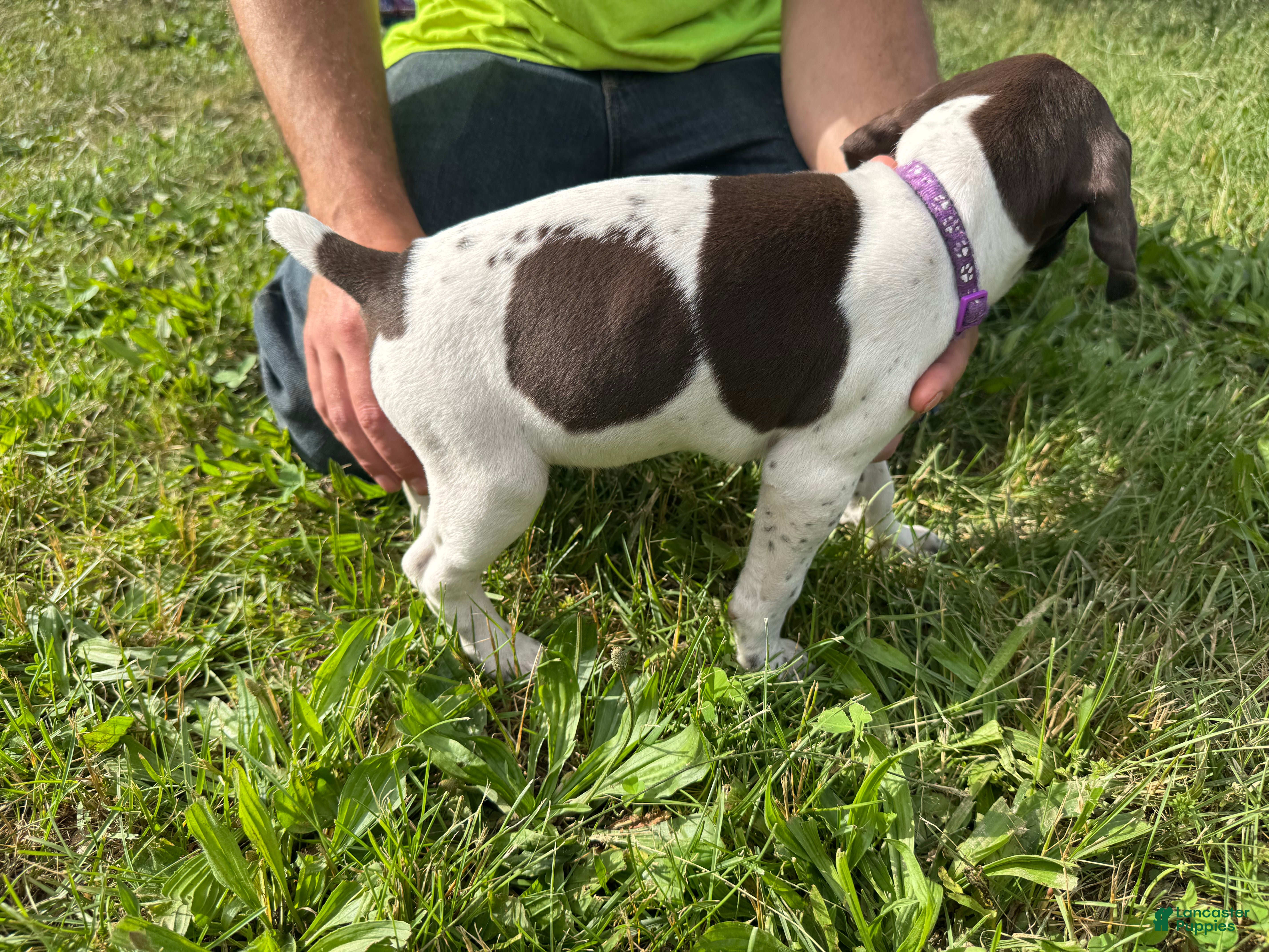 German Shorthaired Pointer dogs for sale: Purple Girl - Ad 2