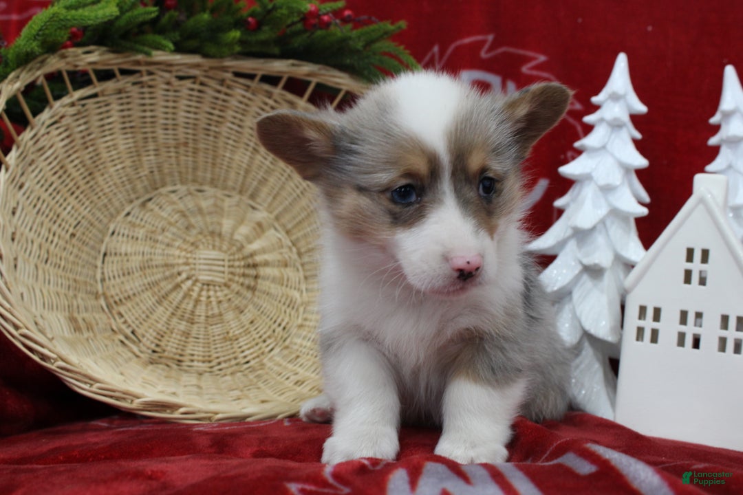 Welsh Corgi Pembroke dogs for sale: Beverly - Ad 3