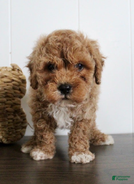 Cavapoochon dogs Travis - Ad 2