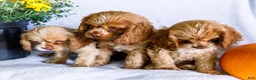 Cocker Spaniel dogs for sale: Lilly - Ad 8