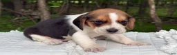 Beagle dogs for sale: Aurora - Ad 6