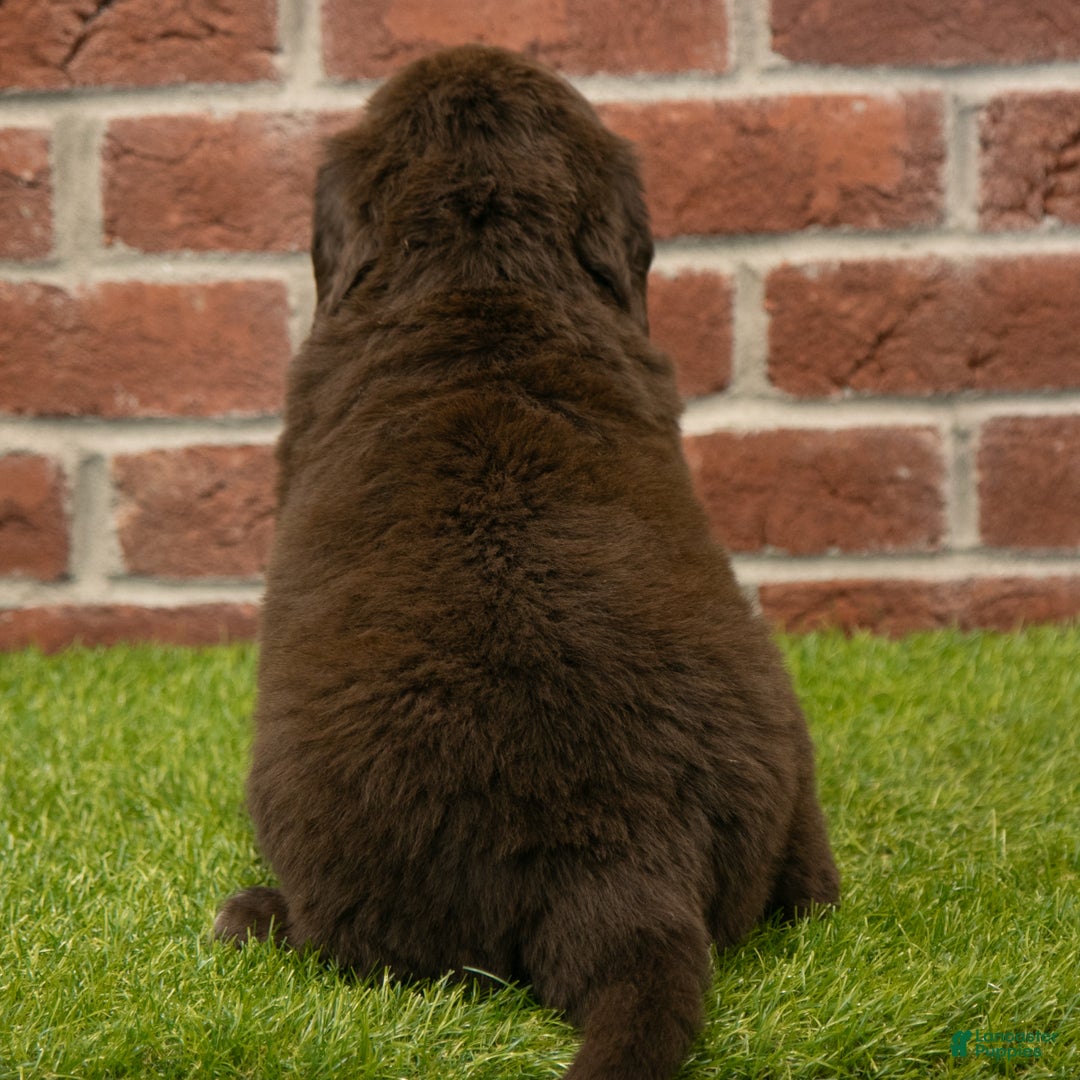 Newfoundland dogs for sale: Hudson - Ad 6