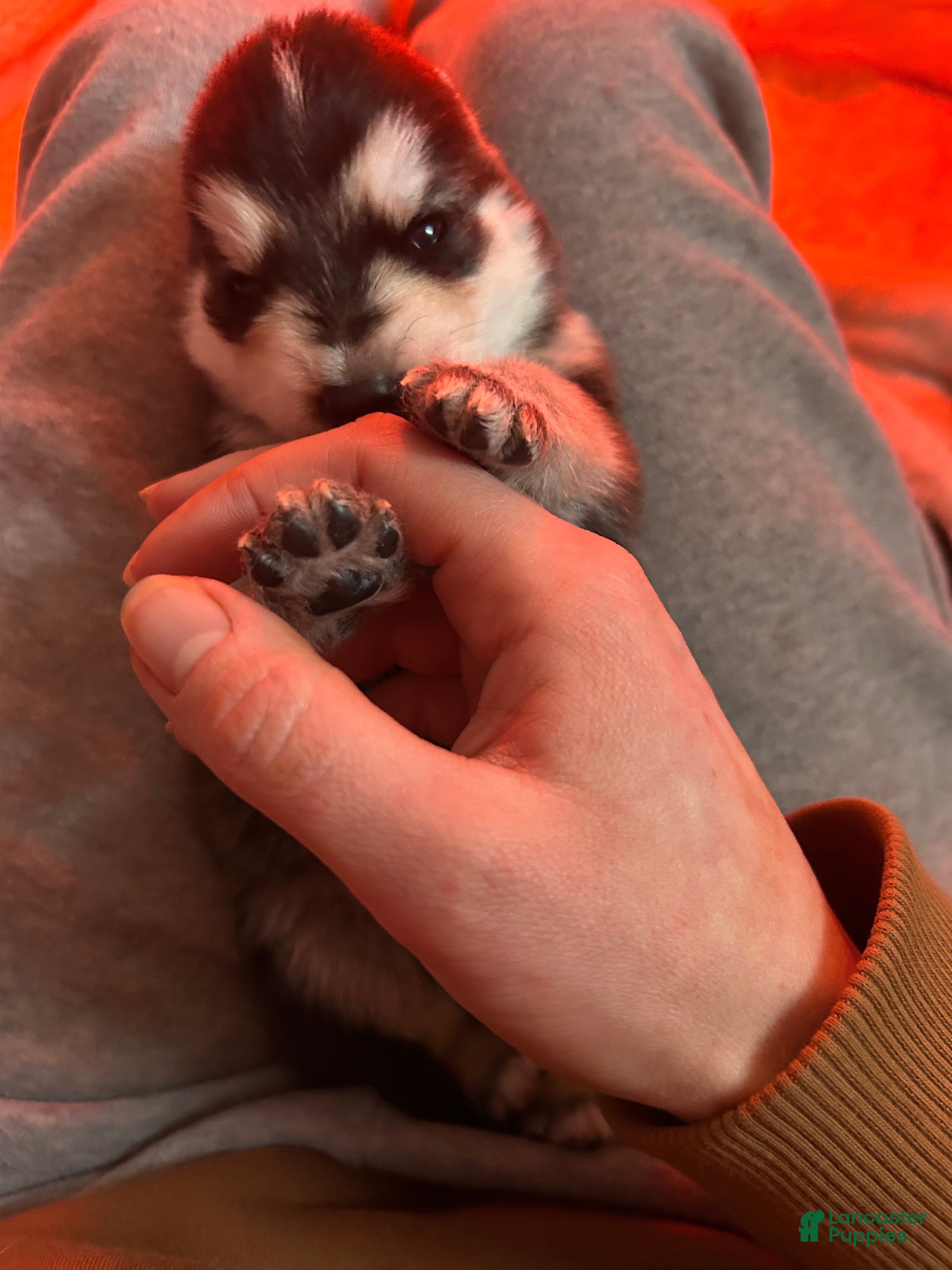 Gerberian Shepsky dogs Gerberian Shepsky Puppy 5 - Ad 22