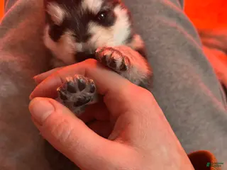 Gerberian Shepsky dogs Gerberian Shepsky Puppy 5 - Ad 22