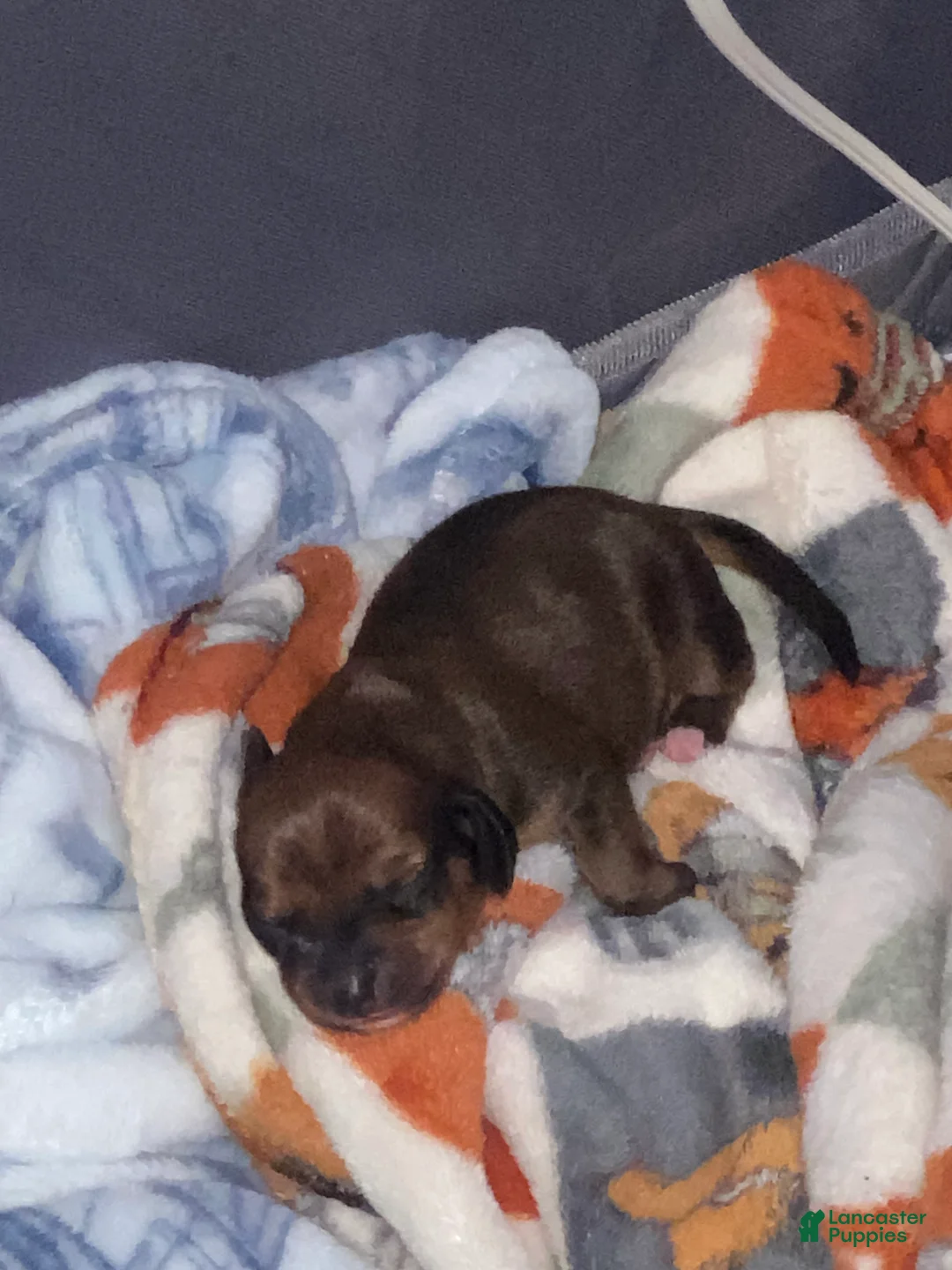 Miniature Dachshund dogs for sale: Miniature Dachshund Puppy 1 - Ad 2