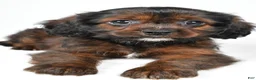 Mixed Breed dogs for sale: Arlin - Ad 7