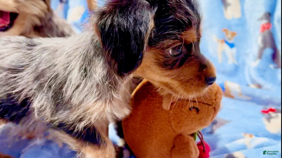 Shorkie dogs for sale: Shorkie 2 - Ad 1