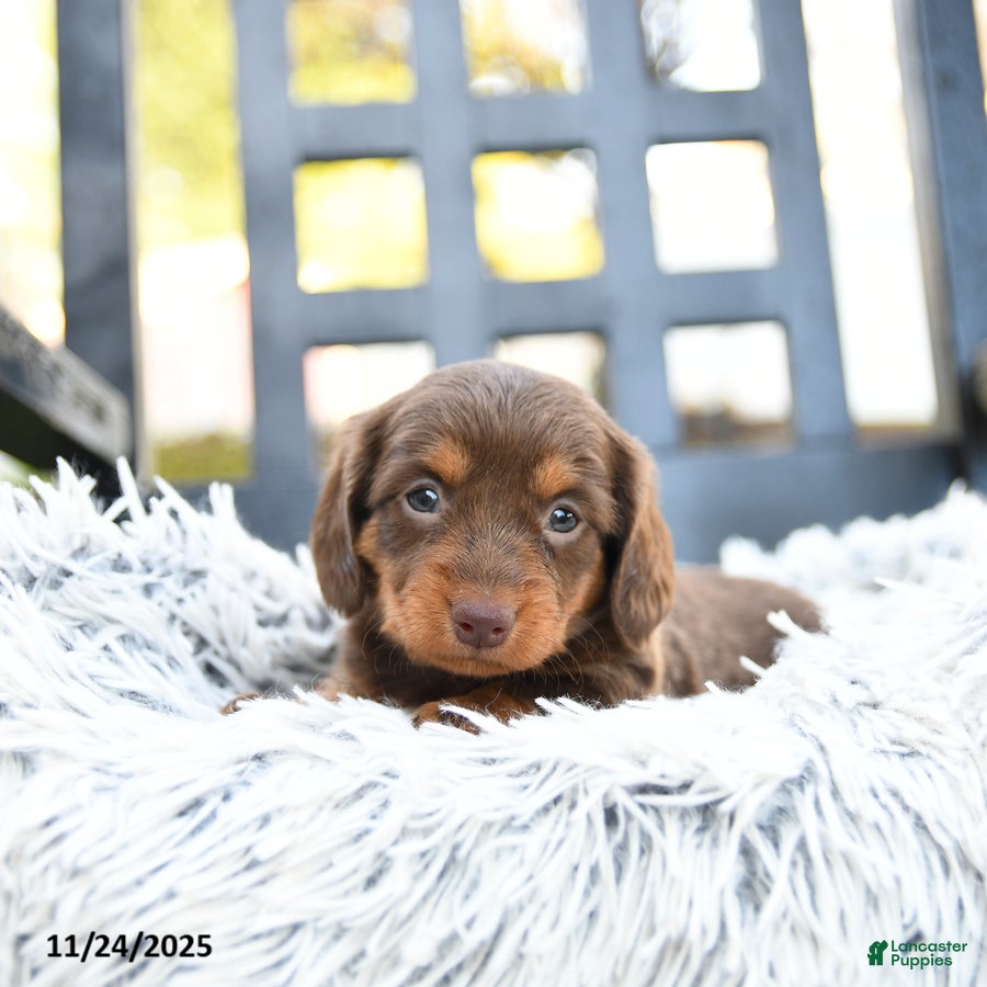Miniature Dachshund dogs Tiffany - Ad 3