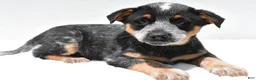 Australian Cattle Dog dogs for sale: Rowdy - Ad 8