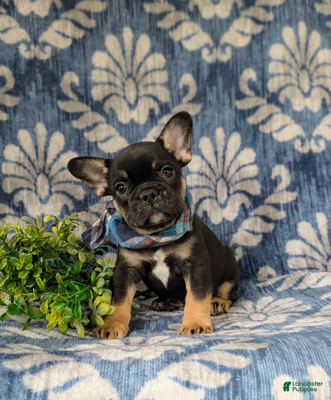 French Bulldog dogs for sale: Nadia - Ad 17