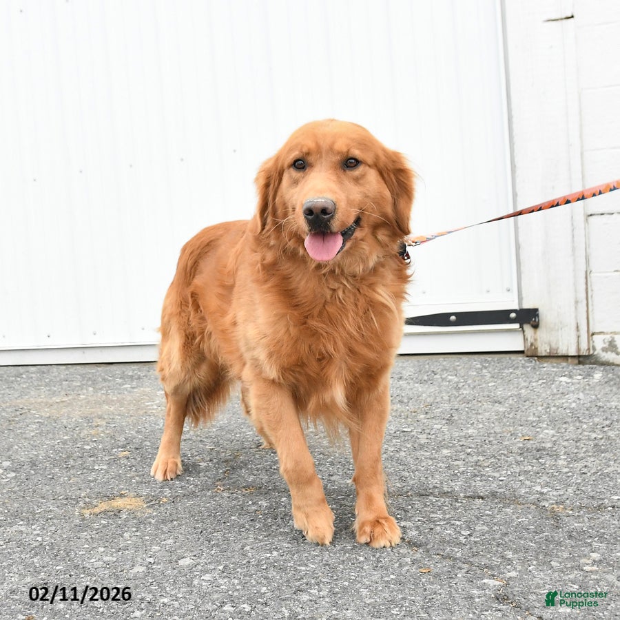 Golden Retriever dogs Gordon - Ad 2