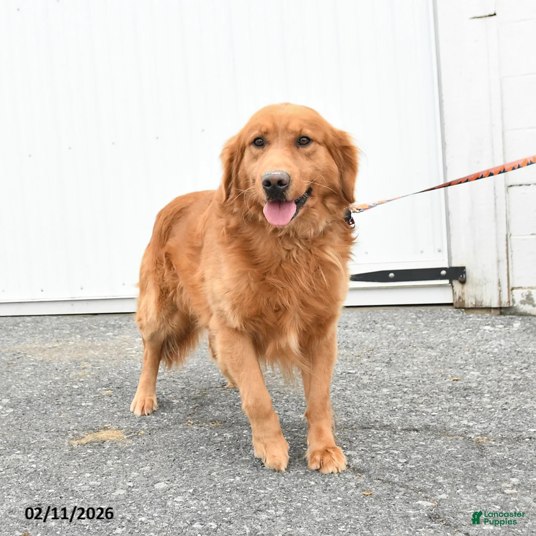 Golden Retriever dogs for sale: Gordon - Ad 2