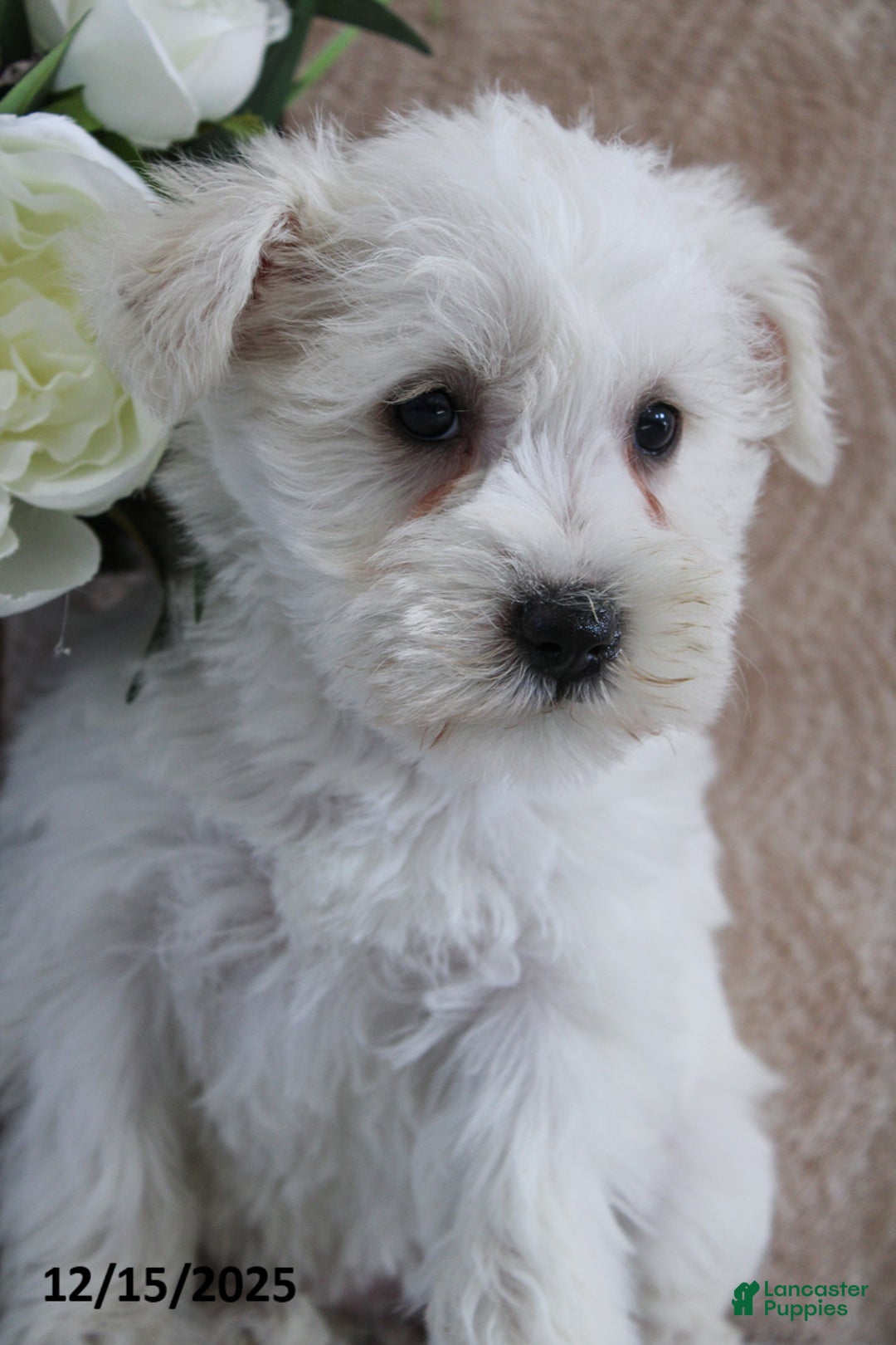 Miniature Schnauzer dogs for sale: Pearl - Ad 3