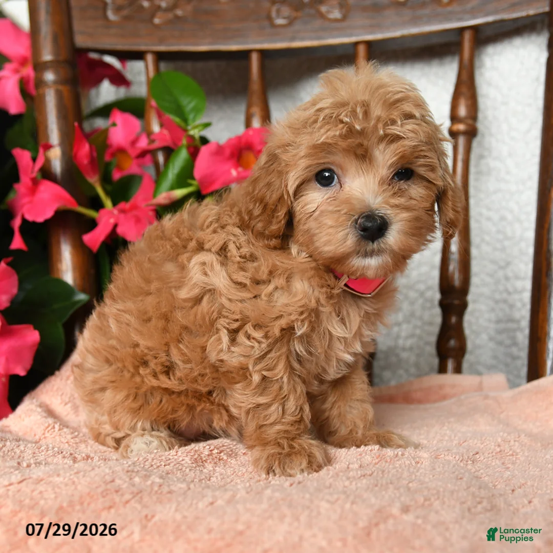 Maltipoo dogs for sale: Savannah - Ad 2