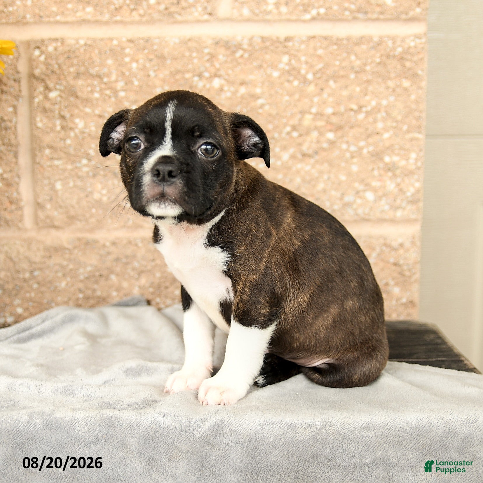 Boston Terrier dogs Morgan - Ad 1