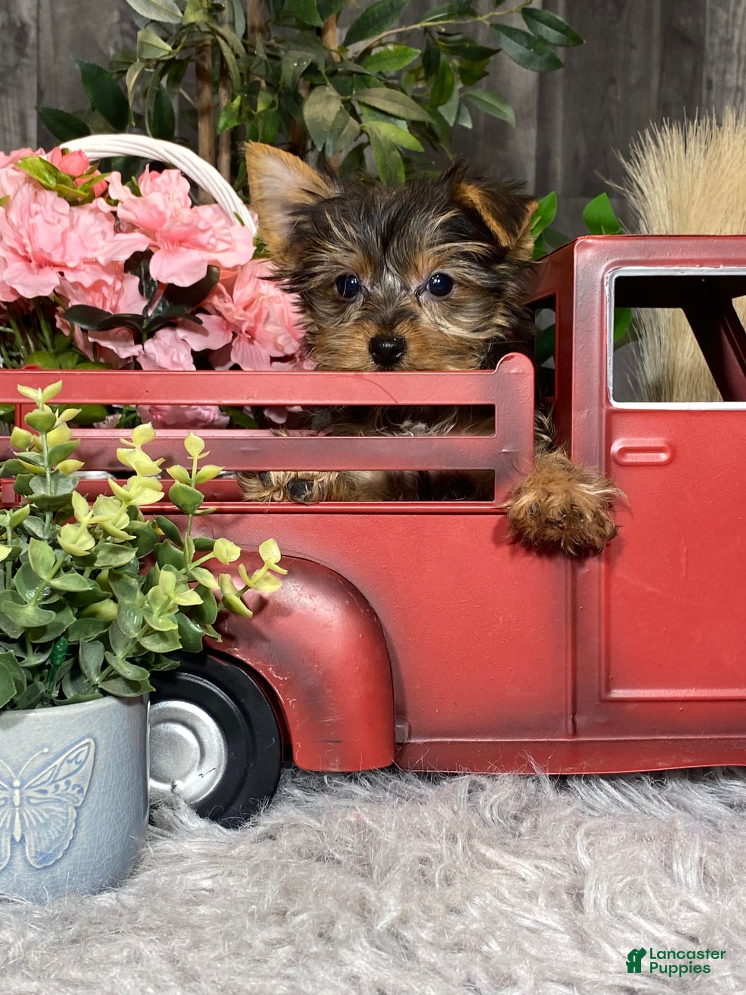 Yorkshire Terrier dogs for sale: Yeti  - Ad 6