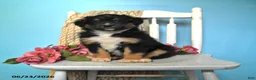 Miniature Australian Shepherd dogs for sale: Pearl - Ad 2