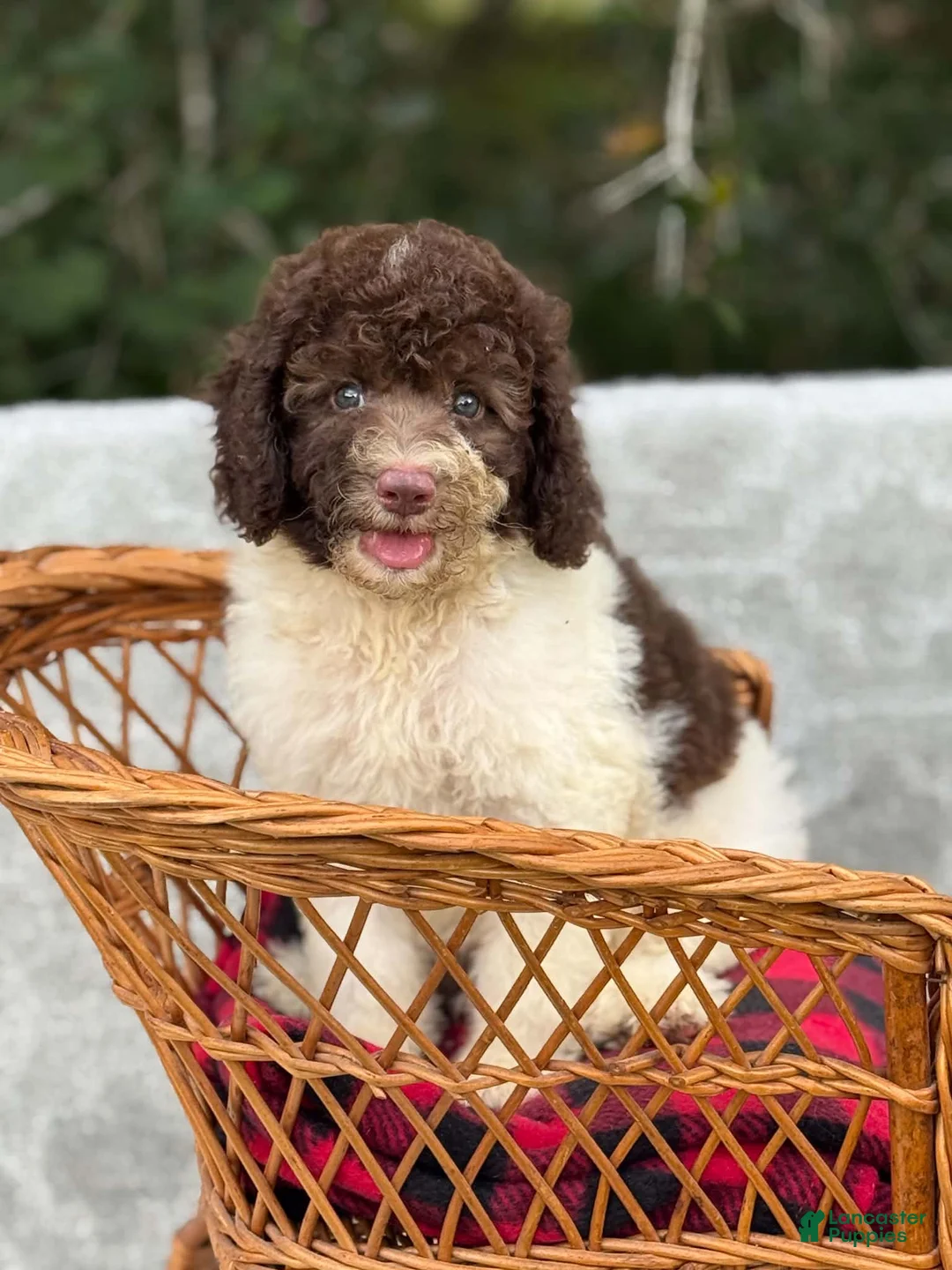 Cockapoo dogs for sale: Cockapoo 1 - Ad 2