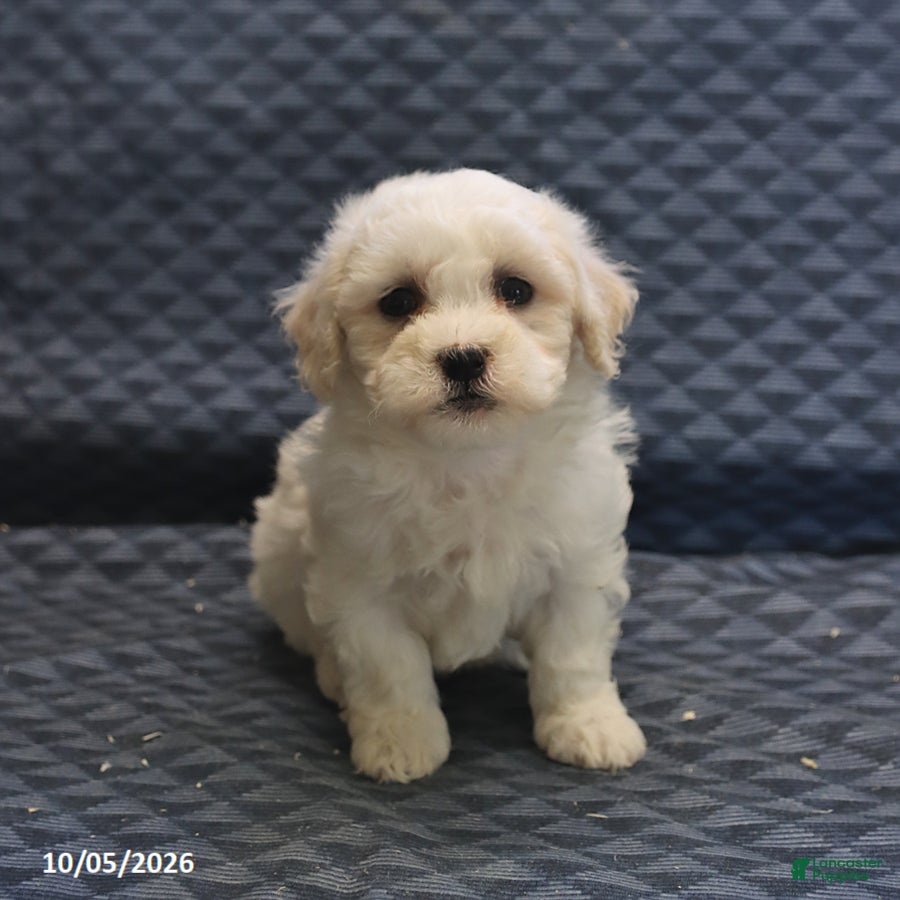 Mixed Breed dogs Tessa - Ad 1