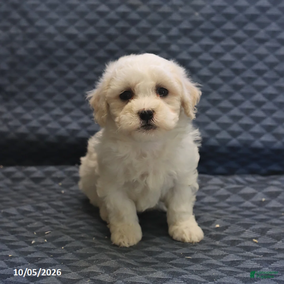 Mixed Breed dogs for sale: Tessa - Ad 1