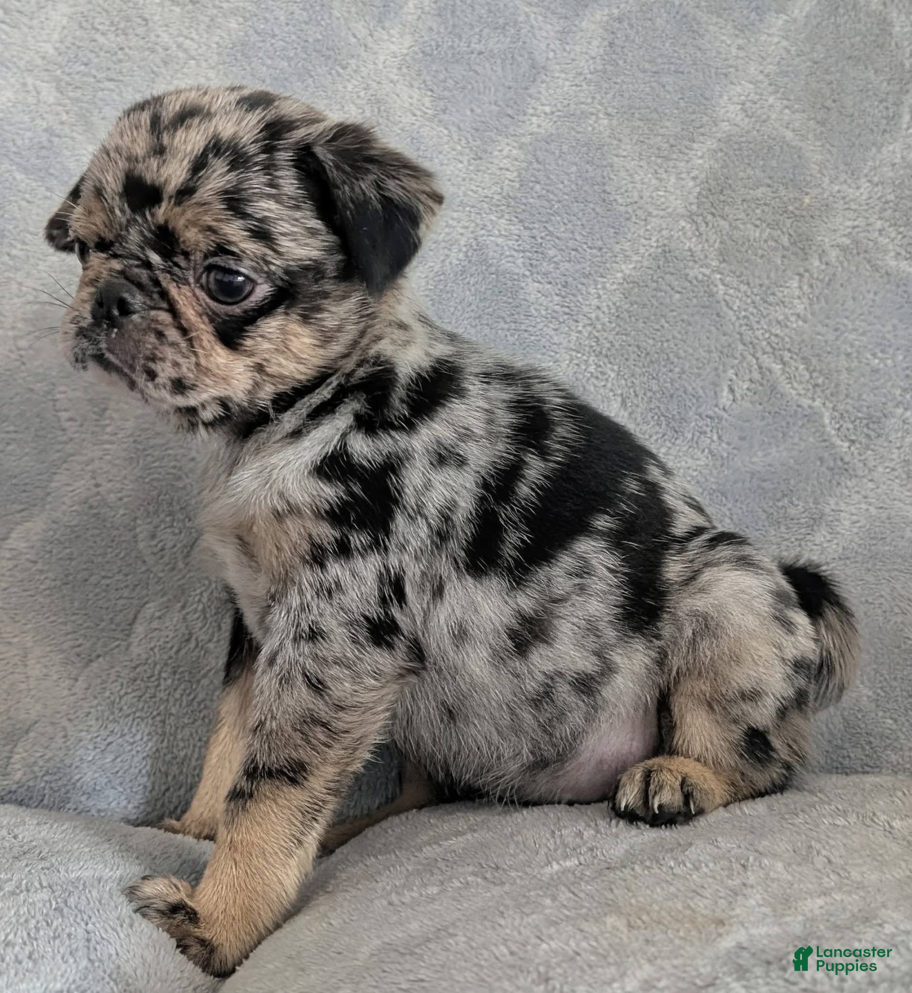 Pug dogs Eclair - Ad 2