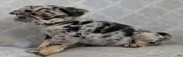 Pug dogs for sale: Eclair - Ad 2
