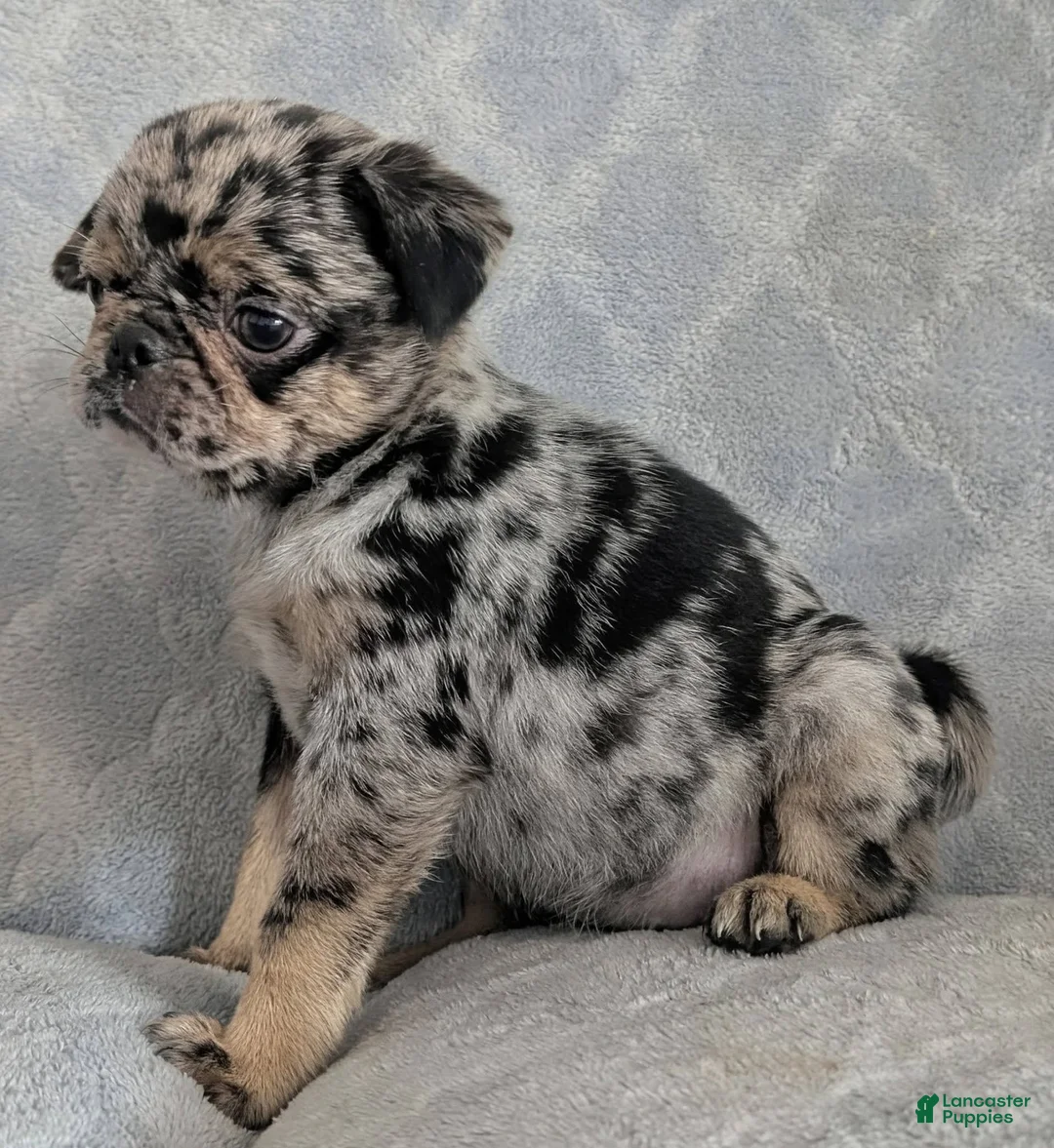 Pug dogs for sale: Eclair - Ad 2