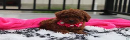 Toy Poodle dogs for sale: Kali - Ad 8