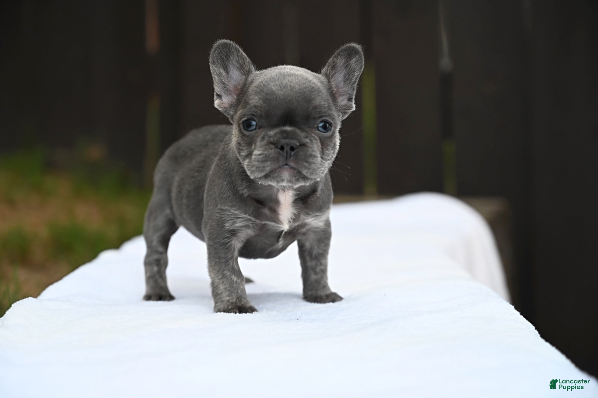 French Bulldog dogs French Bulldog 1 - Ad 1