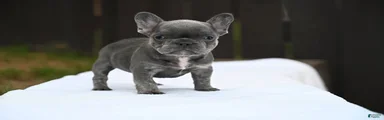 French Bulldog 1