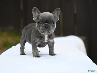 French Bulldog dogs for sale: French Bulldog 1 - Ad 3