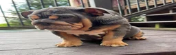 English Bulldog dogs for sale: Vixen - Ad 2