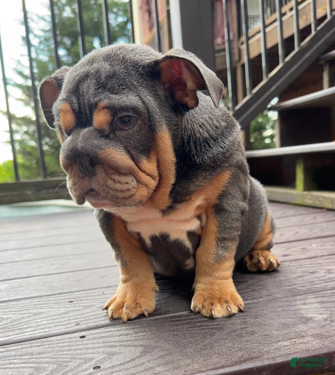English Bulldog dogs for sale: Vixen - Ad 2