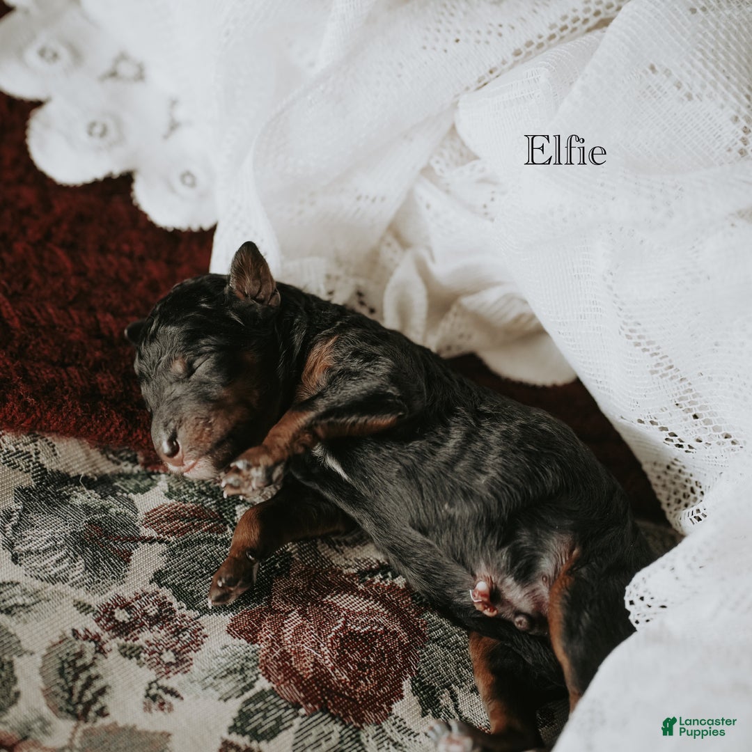 Standard Poodle dogs for sale: Elfie - Ad 5