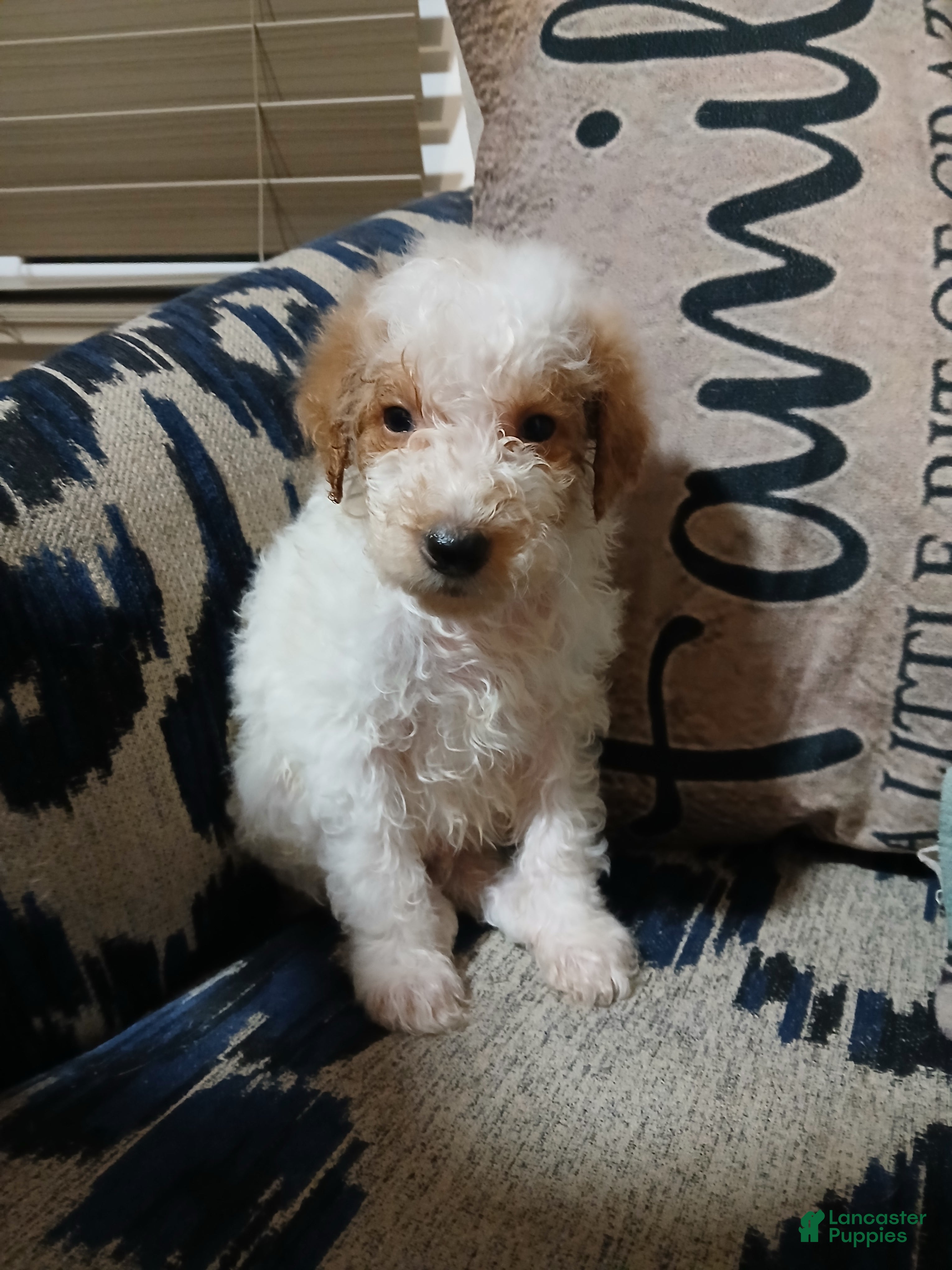 Mixed Breed dogs Leo  - Ad 26