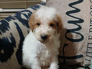 Mixed Breed dogs Leo - Ad 26