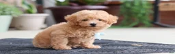 Maltipoo dogs for sale: Kevin - Ad 8