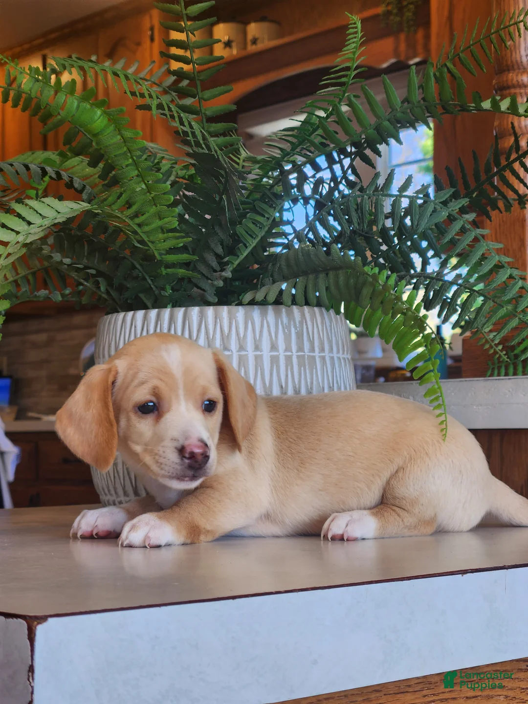 Miniature Dachshund dogs for sale: Ranger - Ad 1