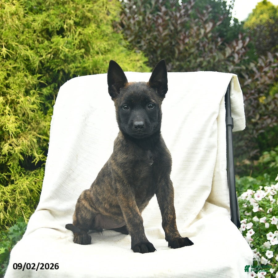 Mixed Breed dogs Misty  - Ad 1
