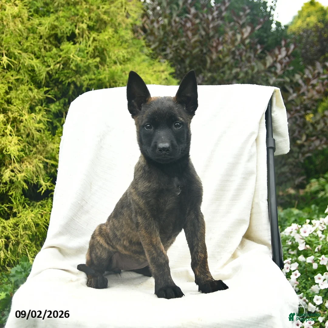Mixed Breed dogs for sale: Misty  - Ad 1