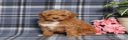 Miniature Poodle dogs for sale: Trina - Ad 3