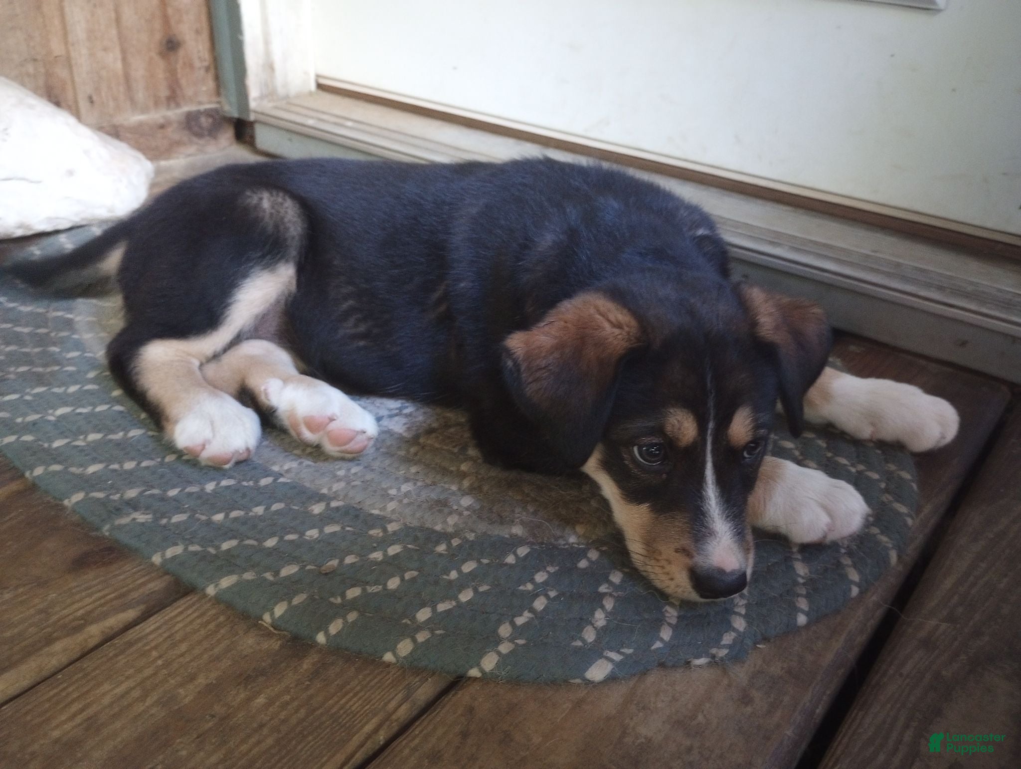 Mixed Breed dogs Cindy Father's day special. - Ad 42