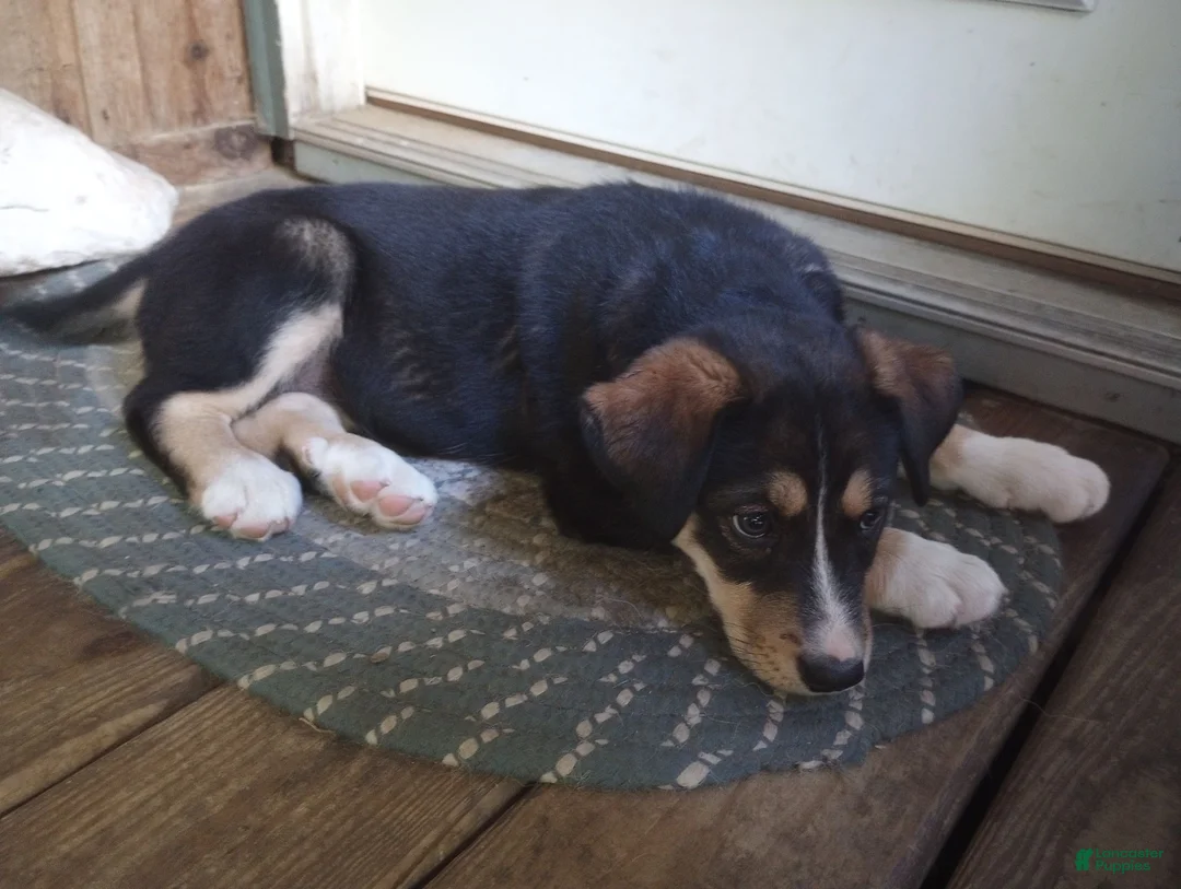 Mixed Breed dogs for sale: Cindy Father's day special. - Ad 1
