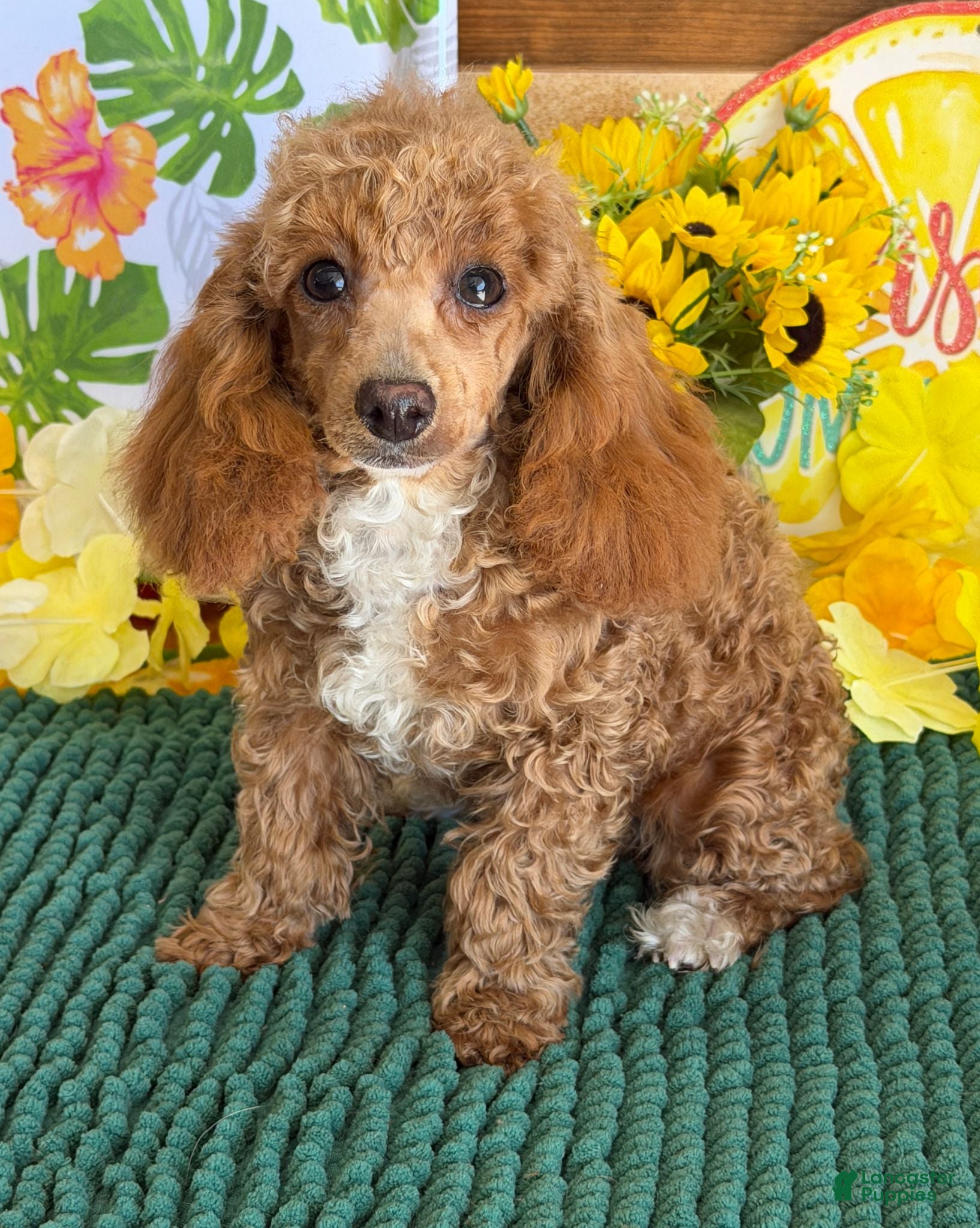 Toy Poodle dogs Rose - Ad 27
