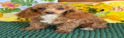 Toy Poodle dogs for sale: Rose - Ad 1