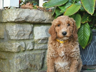 Mini Goldendoodle dogs - Ad 36