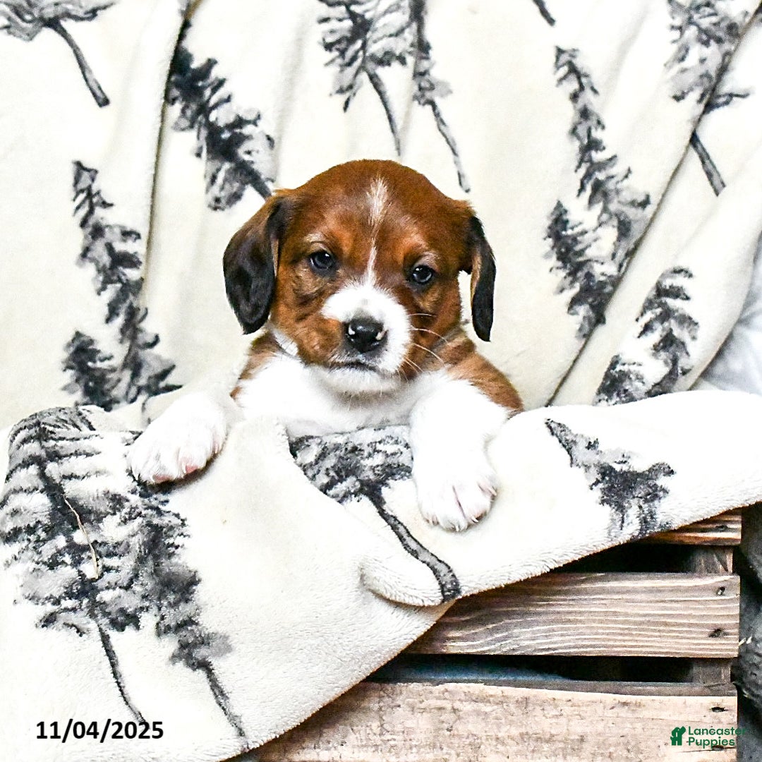 Beaglier dogs for sale: Marshal - Ad 1