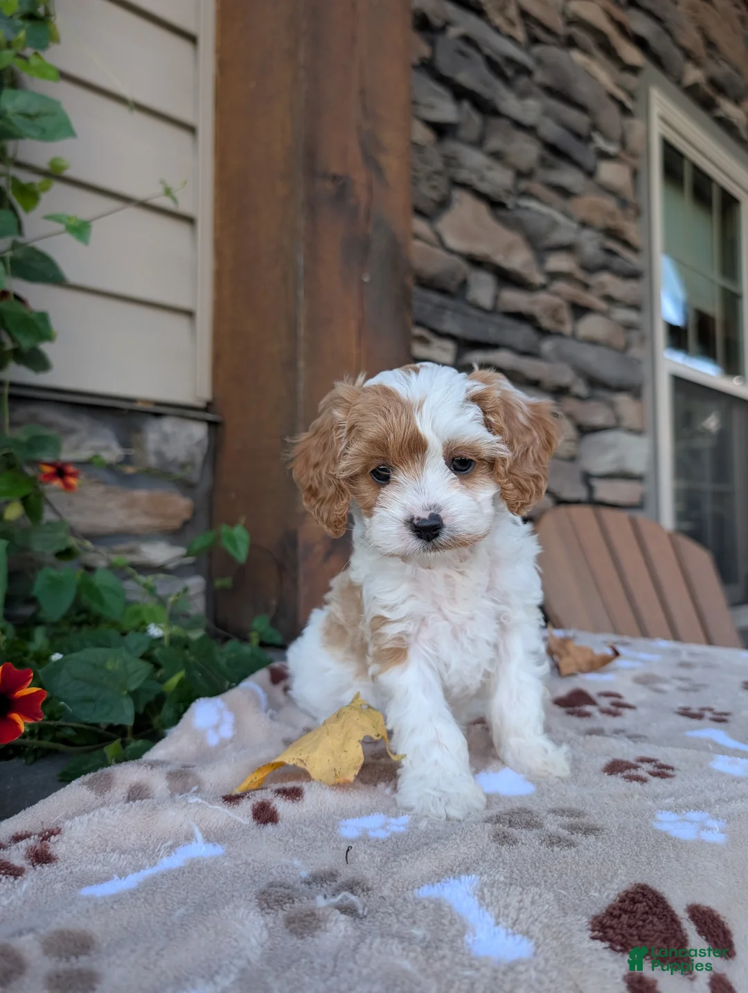 Cavapoo dogs for sale: Barbie - Ad 1