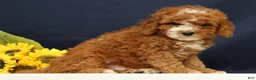 Cavapoo dogs for sale: Captain - Ad 4
