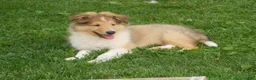 Collie dogs for sale: Baker  - Ad 1